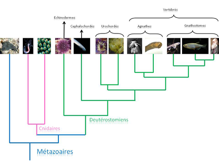 Arbre phylogénétique des métazoaires