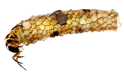 Fourreau naturel de larve de trichoptère. Photo : Roy Larimer