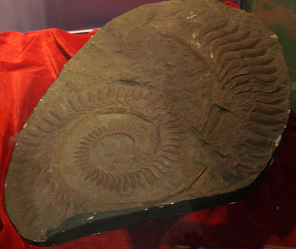 Helicoprion bessonovi, Paleozoological Museum of China