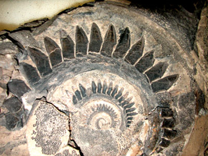 USNM 22577 Smithonian NMNH