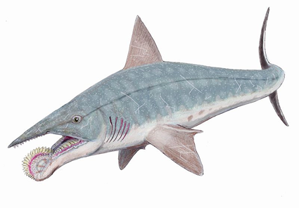 Helicoprion bessonovi
