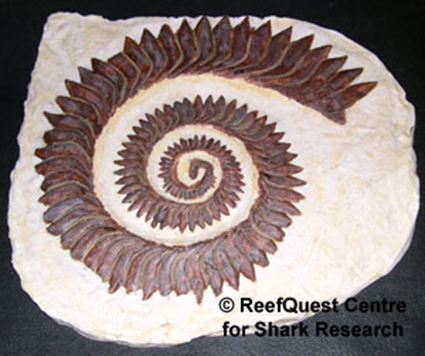 Le premier specimen d'Helicoprion découvert en 1899