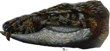 Reconstruction de la tête d'Armadillosuchus. D'après Marinho and Carvalho (2009)