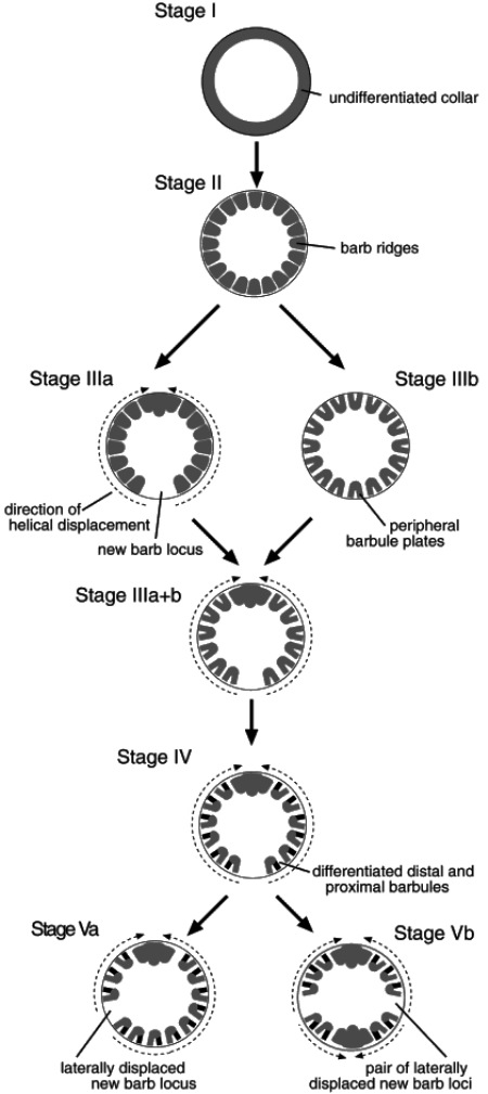 schéma des étapes évolutives du collier folliculaire 