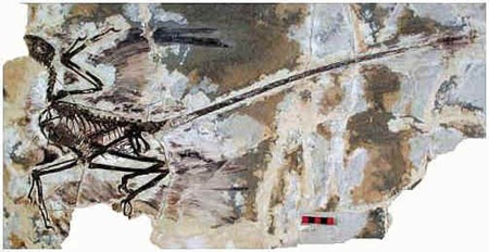 Microraptor gui