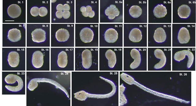 Stages of Early Embryonic Development in Ciona intestinalis, K. Hotta, 2007