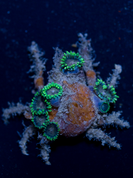 Crabe décorateur (Marcocoeloma trispinosum)