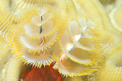 Spirobranchus giganteus