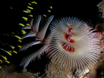 Spirobranchus giganteus