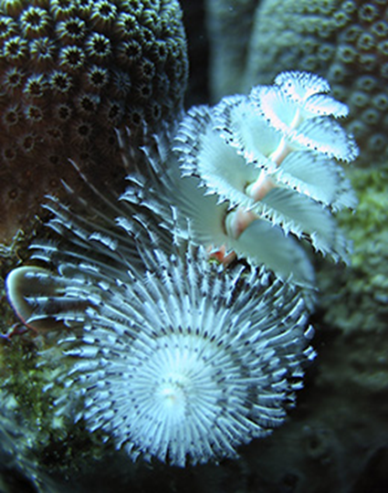 Spirobranchus giganteus