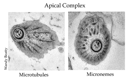 Complexes apicaux visualisé chez Toxoplasma gondii