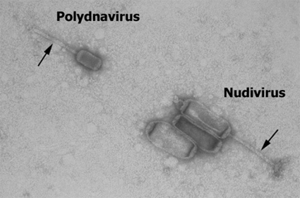 PolyDNAvirus