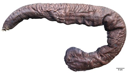 Eptatretus goliath