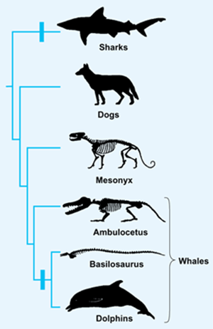 Dans cet arbre phylogénétique, Mesonyx, Ambulocetus et Basilosaurus représentent des espèces fossiles