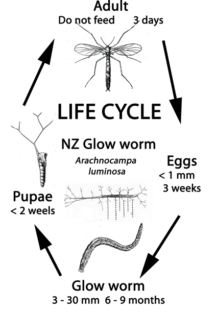 Cycle de vie d'Arachnocampa luminosa