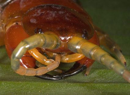 Centipède géant de Porto Rico, Scolopendra angulata