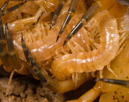 Scolopendra angulata gardant ses jeunes bébés