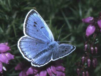 Maculinea arion, Lee Slaughter