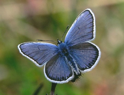 Maculinea alcon, Azuré des mouillères