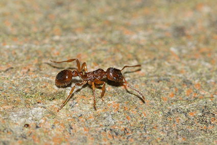 Myrmica rugidonis