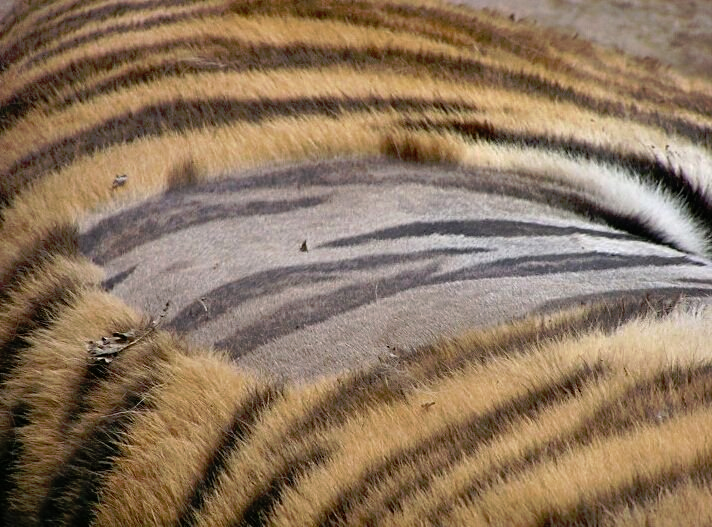 Peau de tigre zébrée