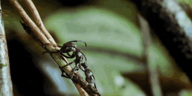 Ophiocordyceps unilateralis sporulant depuis le cadavre d'une fourmi Camponotus