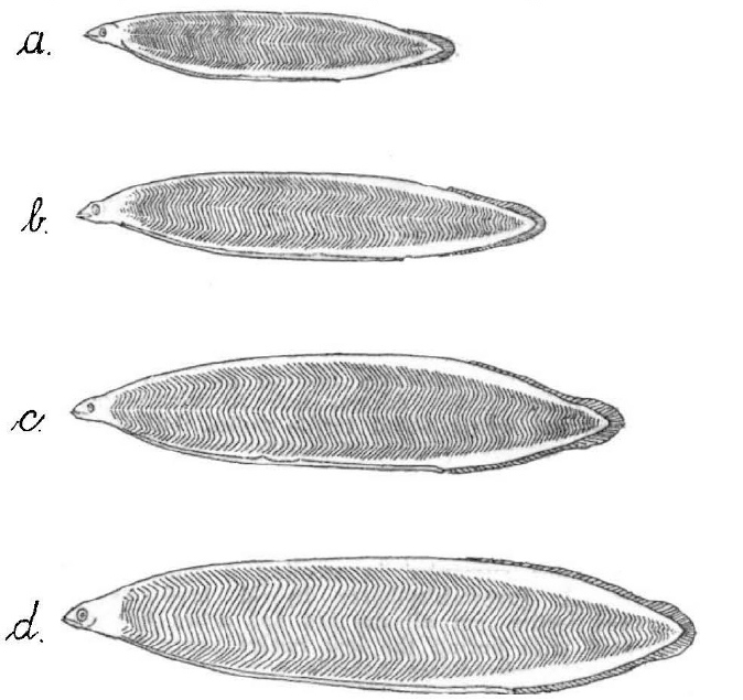 Leptocephalus brevirostris, Hjort, J. (1910)