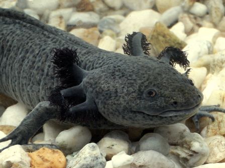 Ambystoma mexicanum Ambystoma mexicanum