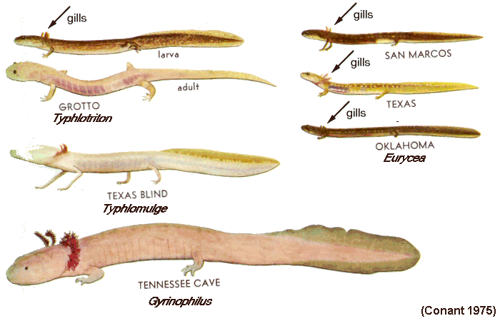 Salamandres néoténiques