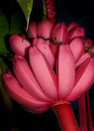 Banane Fuchsia