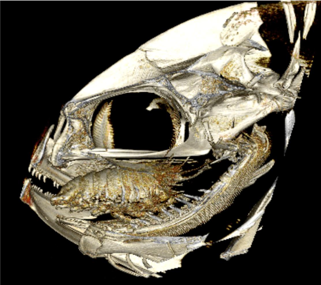Tomographie d'un Cymothoa sur langue intacte de carangue