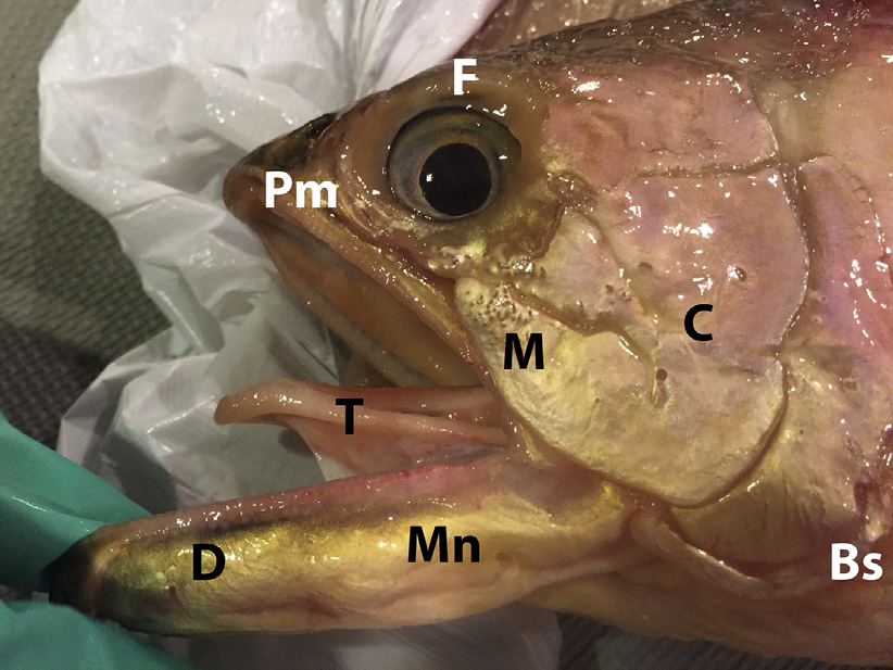 Anatomie d'une tête de poisson (Helen Roberts-Sweeney) [Bs, branchiostegal membrane; C, cheek; D, dentary bone; F, frontal bone; M, maxilla; Mn, mandible; Pm, premaxillary bone; T, tongue.]