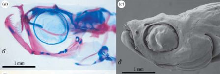 coloration du squelette crânien de Danionella dracula. os en rouge et cartilage en bleu.