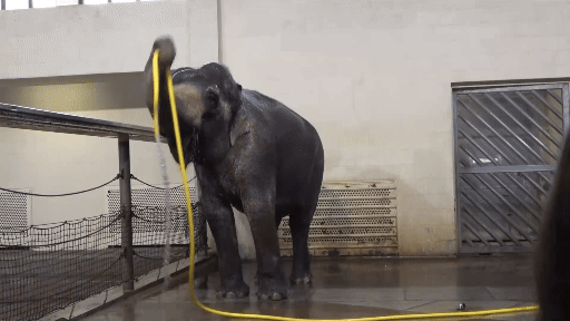 Un éléphant se lave avec un tuyau d'arrosage