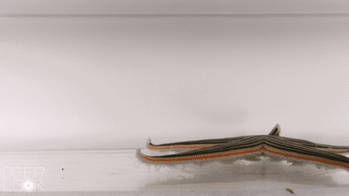 une étoile de mer qui gallope