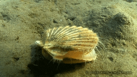Nage d'une coquille St Jacques