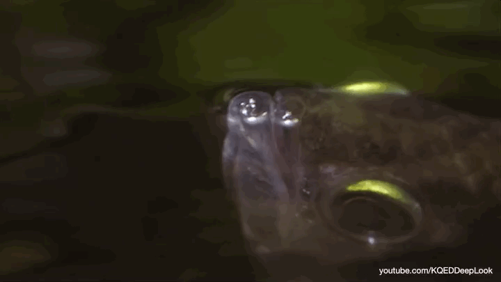 La chasse d'un poisson archer