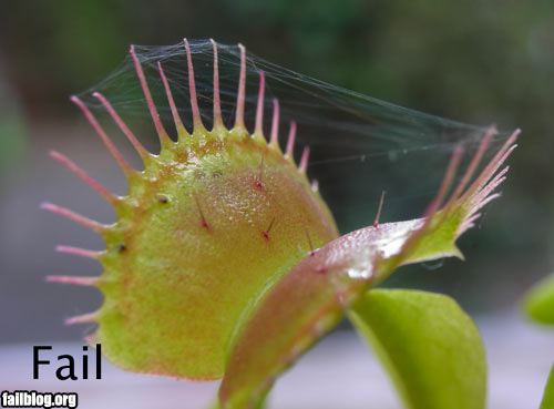 Cephalotus, plante carnivore surprenante - Les Dents de la Terre