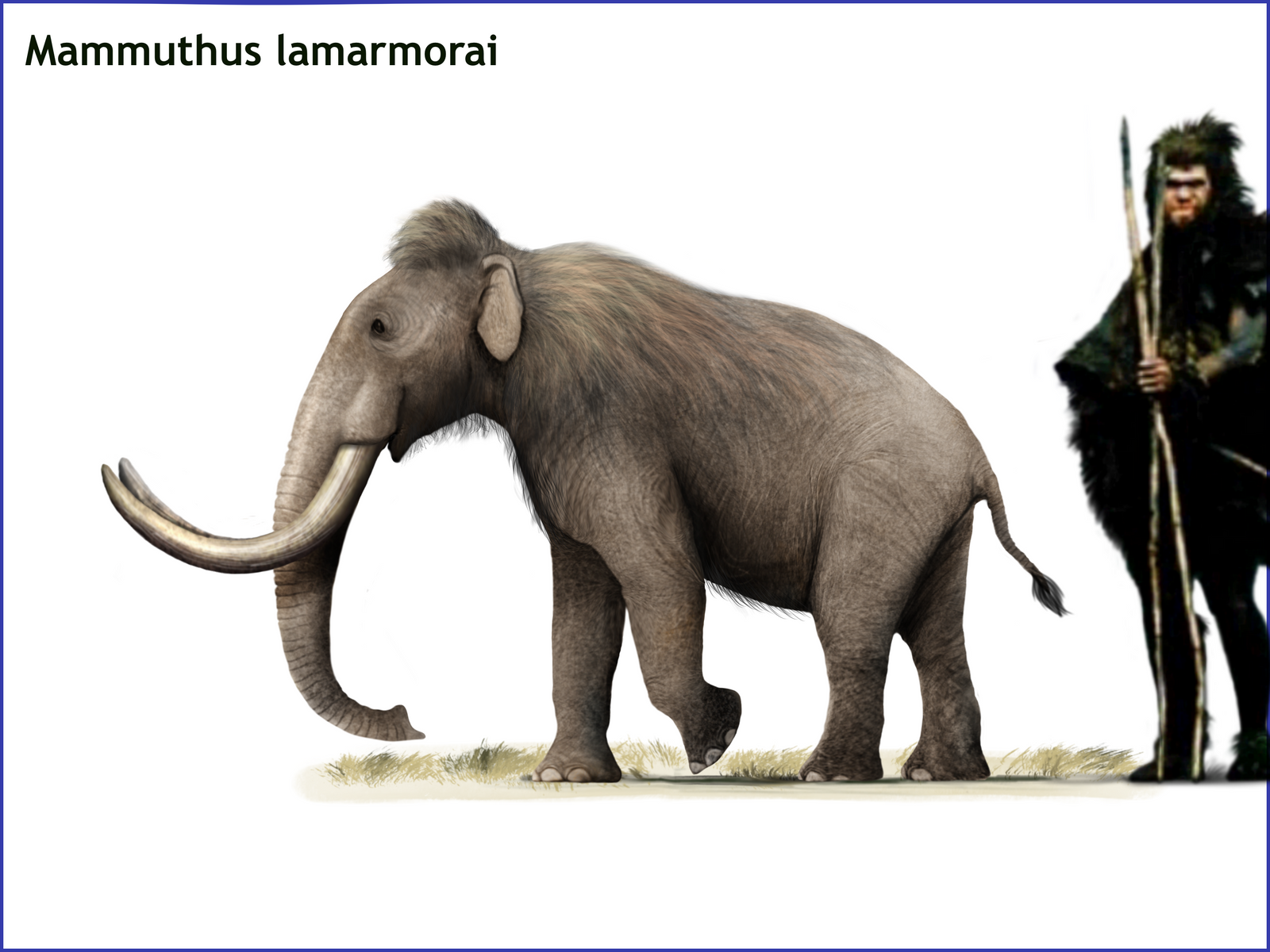 Mammuthus lamarmorai