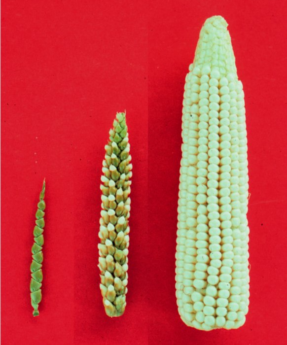 Progression de la domestication du maïs