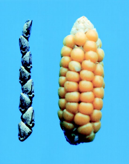 Comparaison entre un épi de téosinte et la plus petite variété de maïs domestiqué