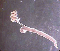 Vol de femelle chez les schistosomes