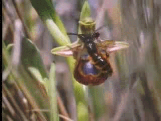 Pseudo-copulation d'abeille sur Ophrys