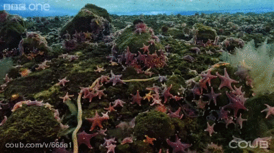 L'invasion des étoiles de mers, oursins et némertes tueurs