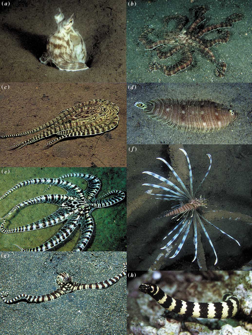 `Pieuvre mimétique’: (a) cachée dans son terrier; (b) couleur lors d'un comportement normal de recherche de nourriture; (c) mimetisme de sole;(d) modèle de sole (Zebrias sp.); (e) mimétisme de rascasse (f) modèle de rascasse (Pterois sp.); (g) mimétisme de serpent de mer;(h) modèle de serpent de mer (Laticauda sp.). Photographies de M. Norman et R. Steene.
