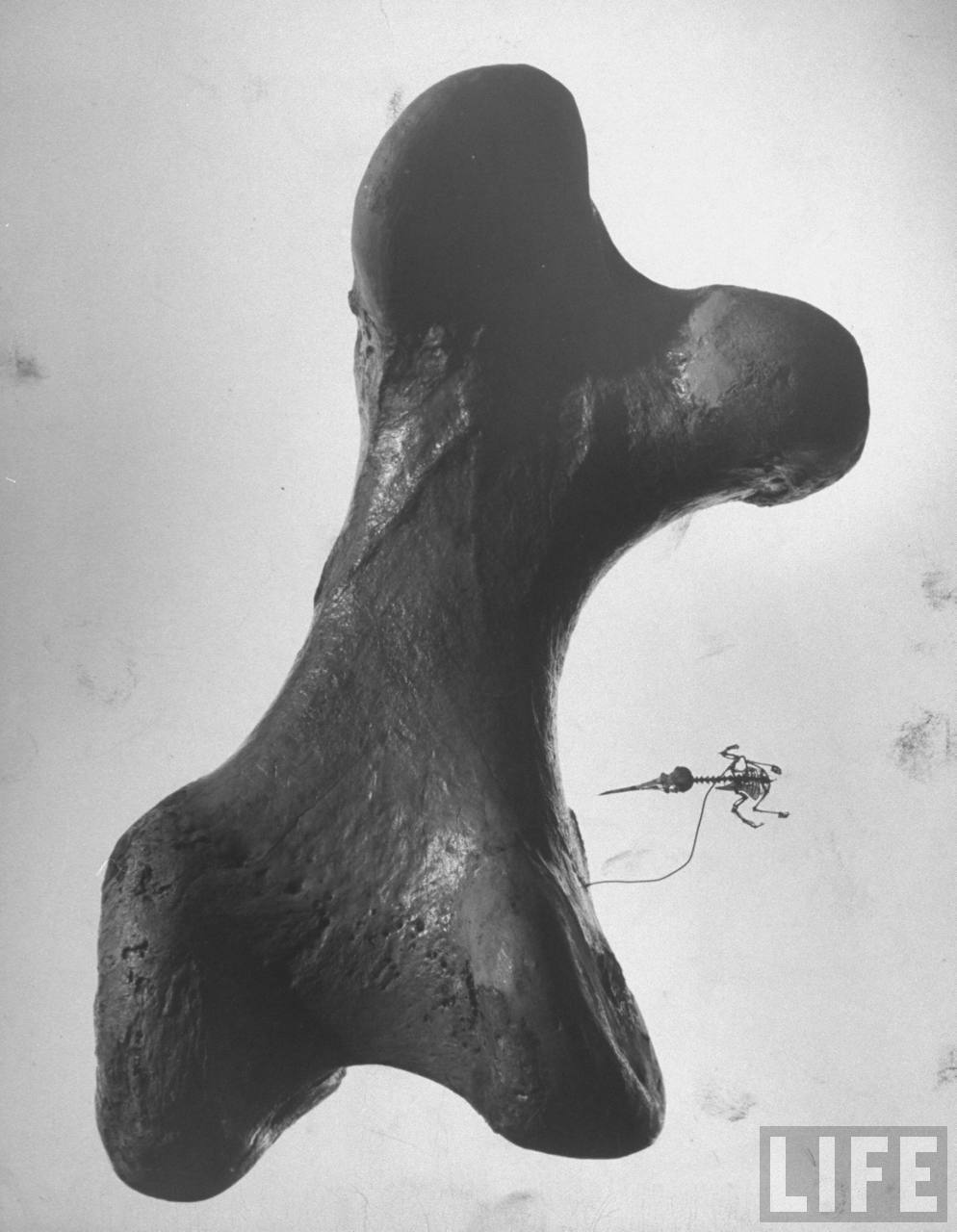 Comparaison du squelette complet d'un colibri et du fémur d'un oiseau-éléphant (Aepyornis, espèce éteinte aujourd'hui