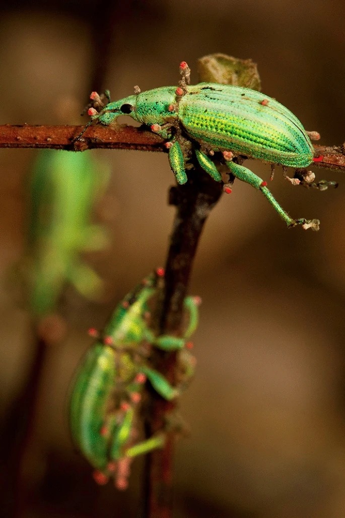 Weevils infected by the “zombie fungus” Cordyceps. Attribution Damien Esquerré