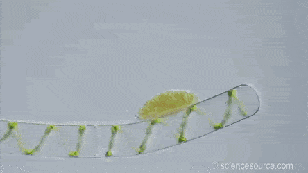 Une amibe vampire? Vampyrella lateritia est une amibe appartenant au groupe des Rhizopodes et à l'ordre des Vampyrellida. Au stade trophozoite, elle peut se déplacer et percer la paroi des algues dont elle se nourrit de l'intérieur, tel un vampire végétarien!