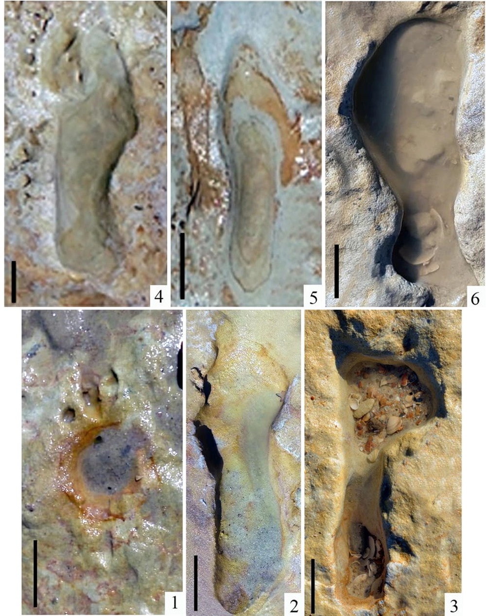 80 empreintes fossilisées de pas néandertaliens laissées sur une plage du sud de l'Espagne ont été étudiées récemment par des paléoanthropologues et ns offrent d'émouvants témoignages de leur vie balnéaire il y a 80k ans