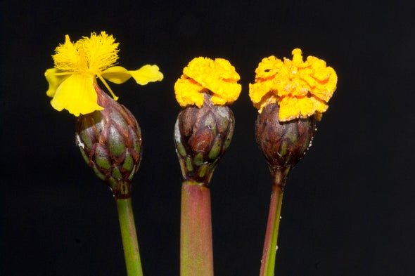 Parmi les 3, laquelle est une fleur de Xyris et lesquels sont des champignons parasitaires mimétiques de l'espèce F. xyrophilum?